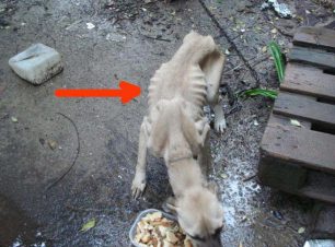 Ζάκυνθος: Σκύλος αλυσοδεμένος και χωρίς τροφή επί μήνες